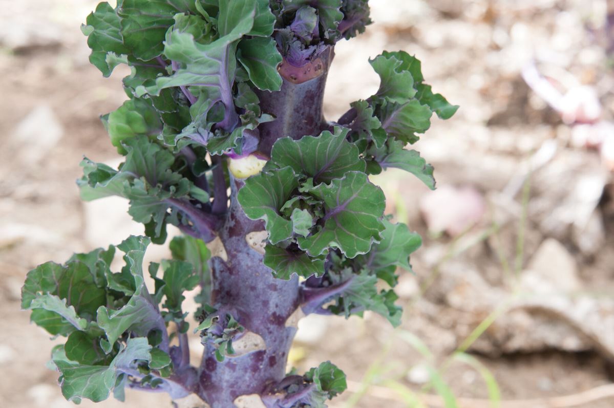 Snowdrop – Kalettes? Seed